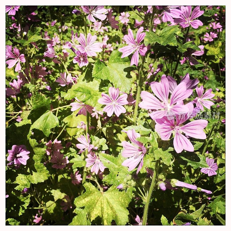 锦葵(Malva sylvestris)是锦葵科锦葵属的一种，被认为是该属的模式种